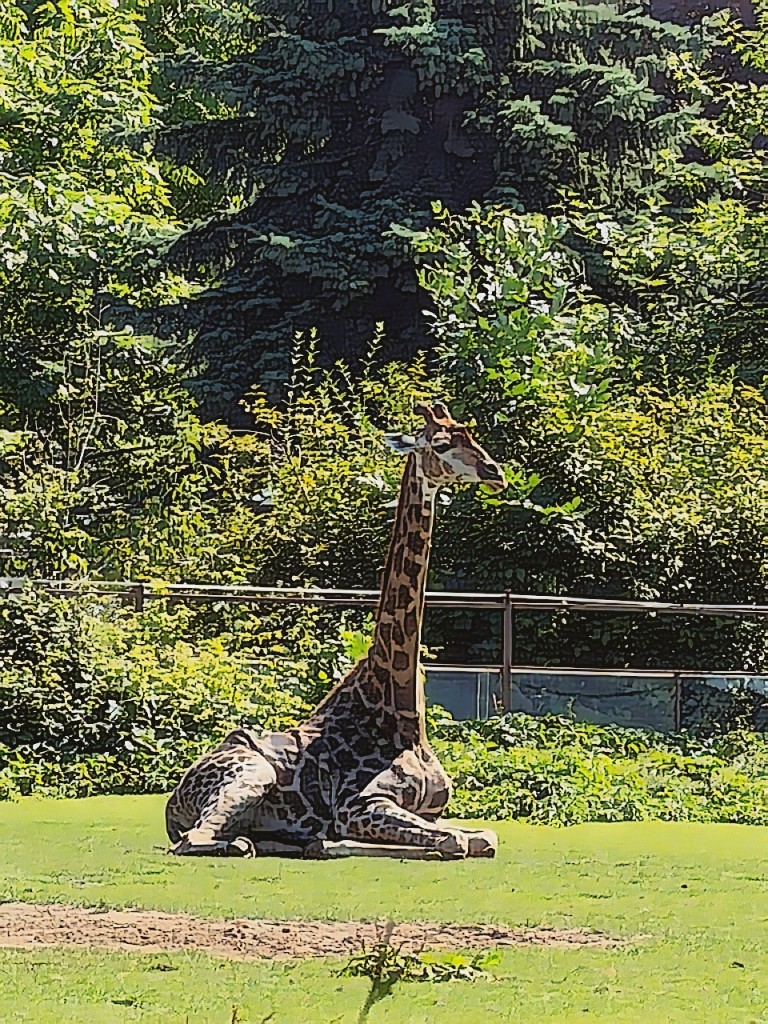 Anime ML look bake — giraffe